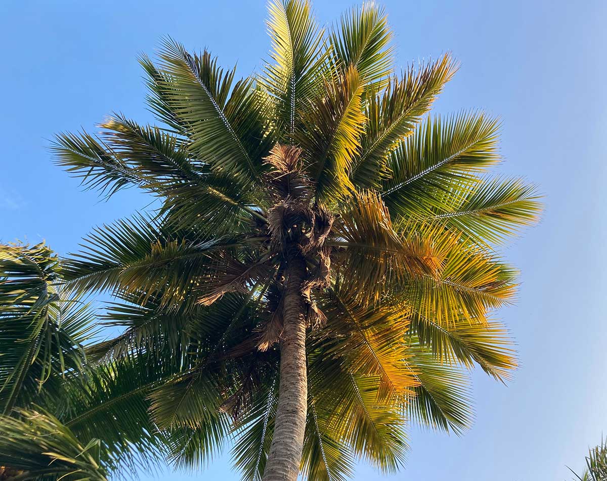 3 Fancy Dinners That Cost Less Than Ordering