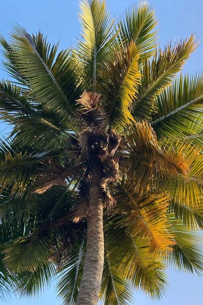 3 Fancy Dinners That Cost Less Than Ordering