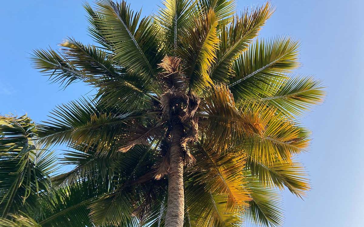 3 Fancy Dinners That Cost Less Than Ordering